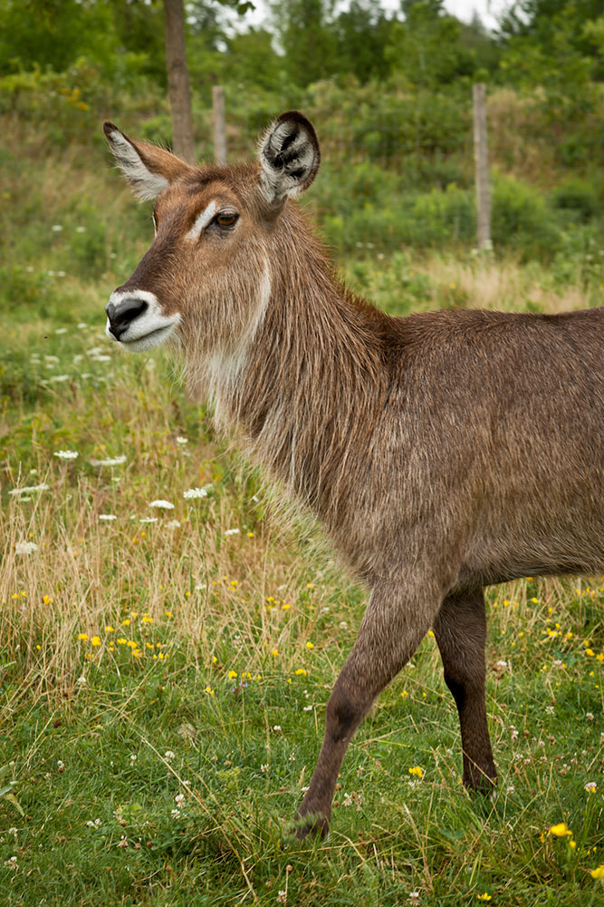 Parc Safari 6